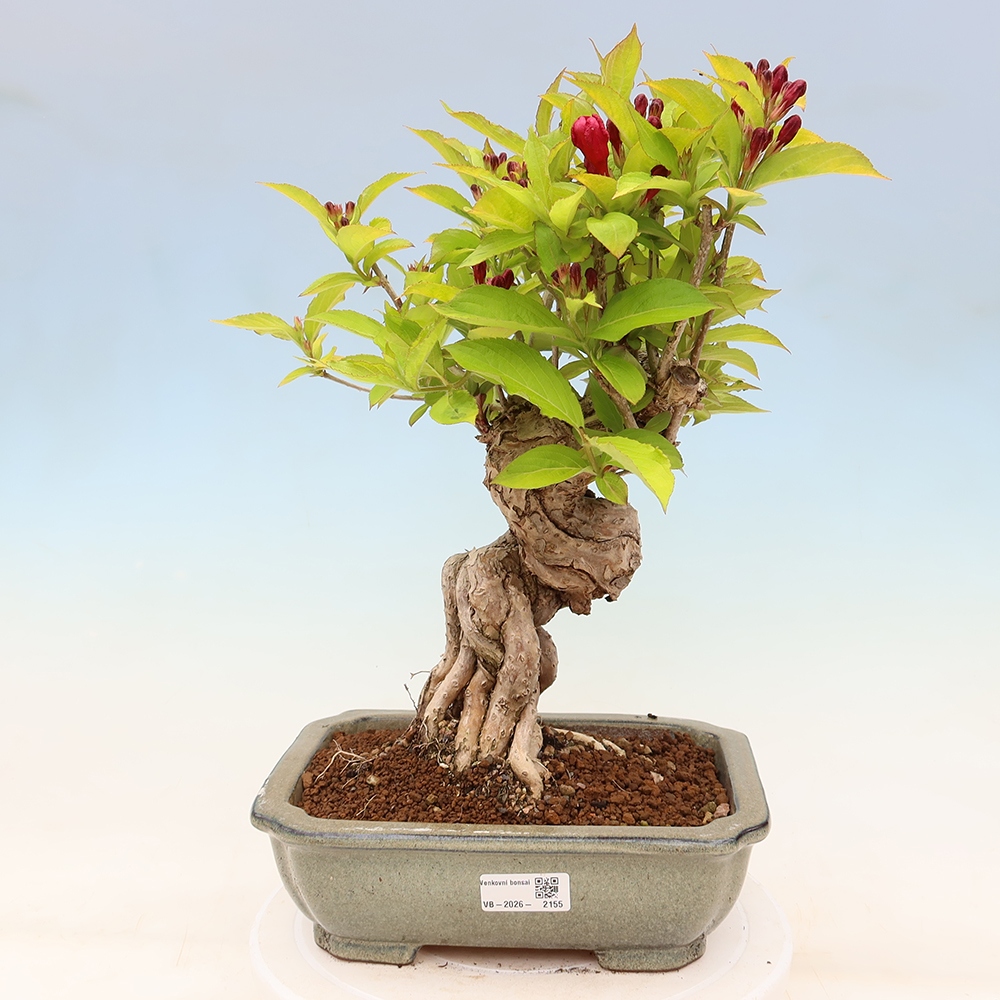 Bonsaï d'extérieur - Weigela subsessilis - Weigela de Corée
