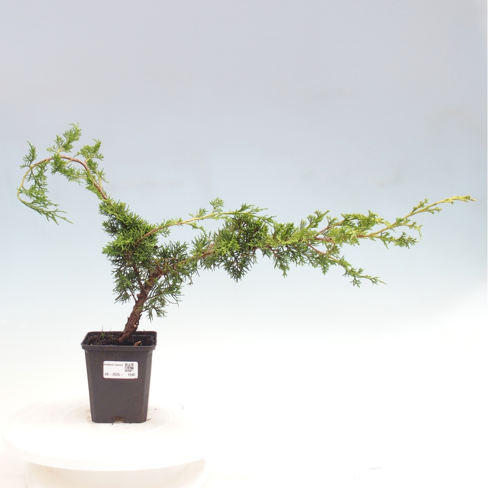 Bonsaï d'extérieur - Juniperus chinensis Itoigawa