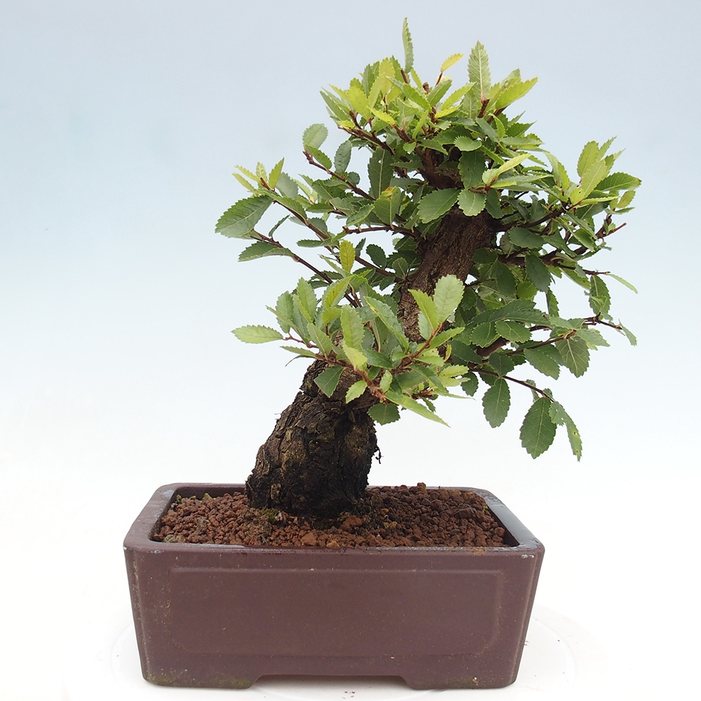 Bonsaï d'extérieur - Zelkova - Zelkova NIRE