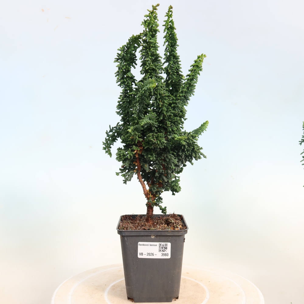 Bonsaï d'extérieur - Cham. obtusa SEKKA HINOKI - Cyprès