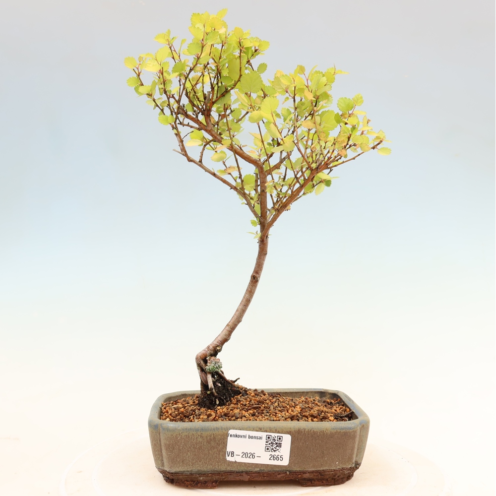 Bonsaï d'extérieur - bouleau nain - Betula NANA Golden Treasure