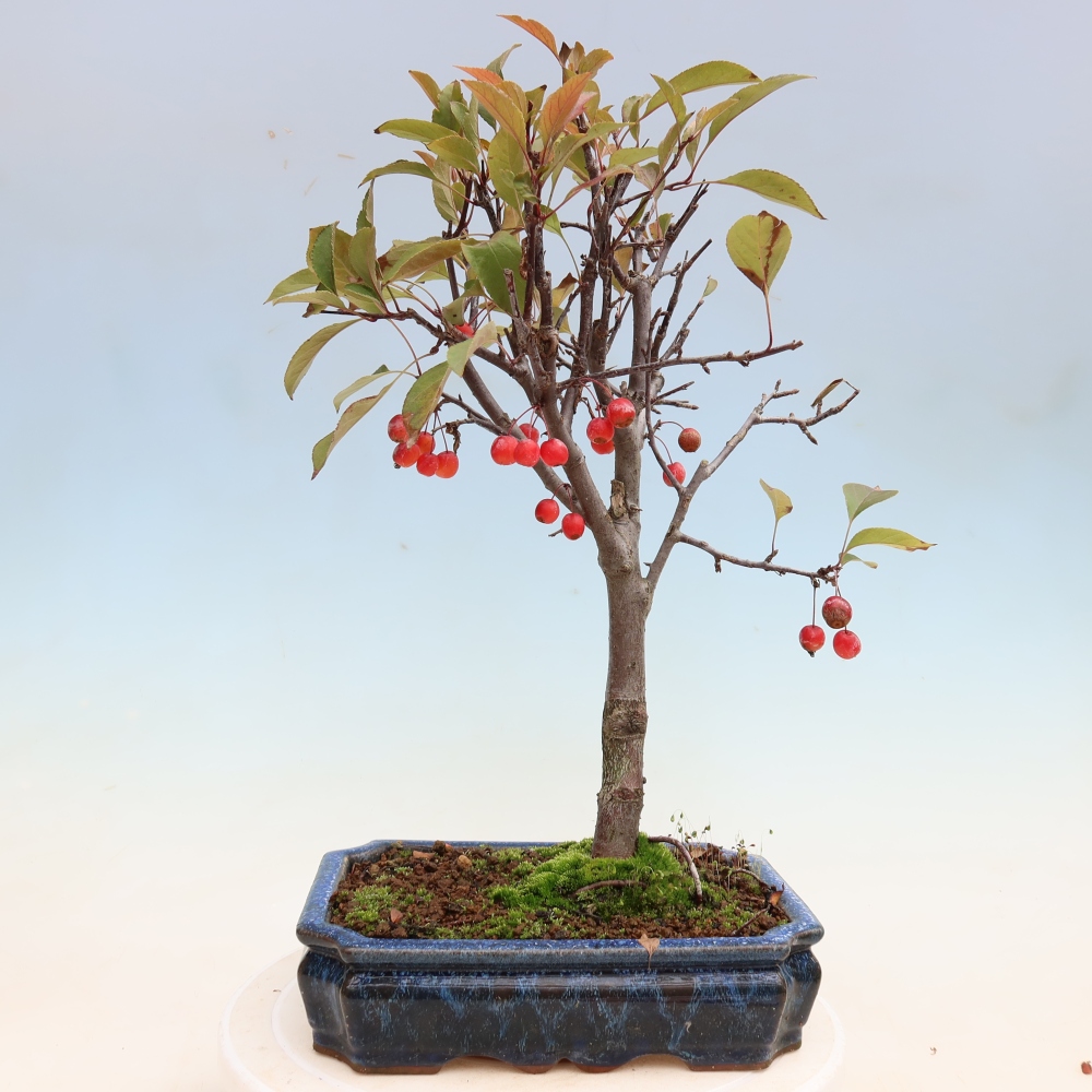 Bonsaï d'extérieur -Malus domestica - Pommier à petits fruits et à feuilles rouges