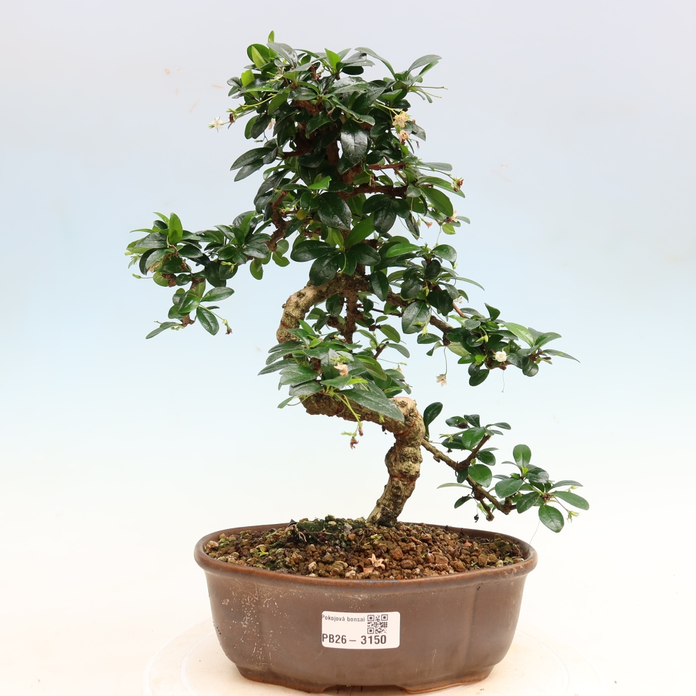 Bonsaï de chambre - Carmona macrophylla - Tea fuki