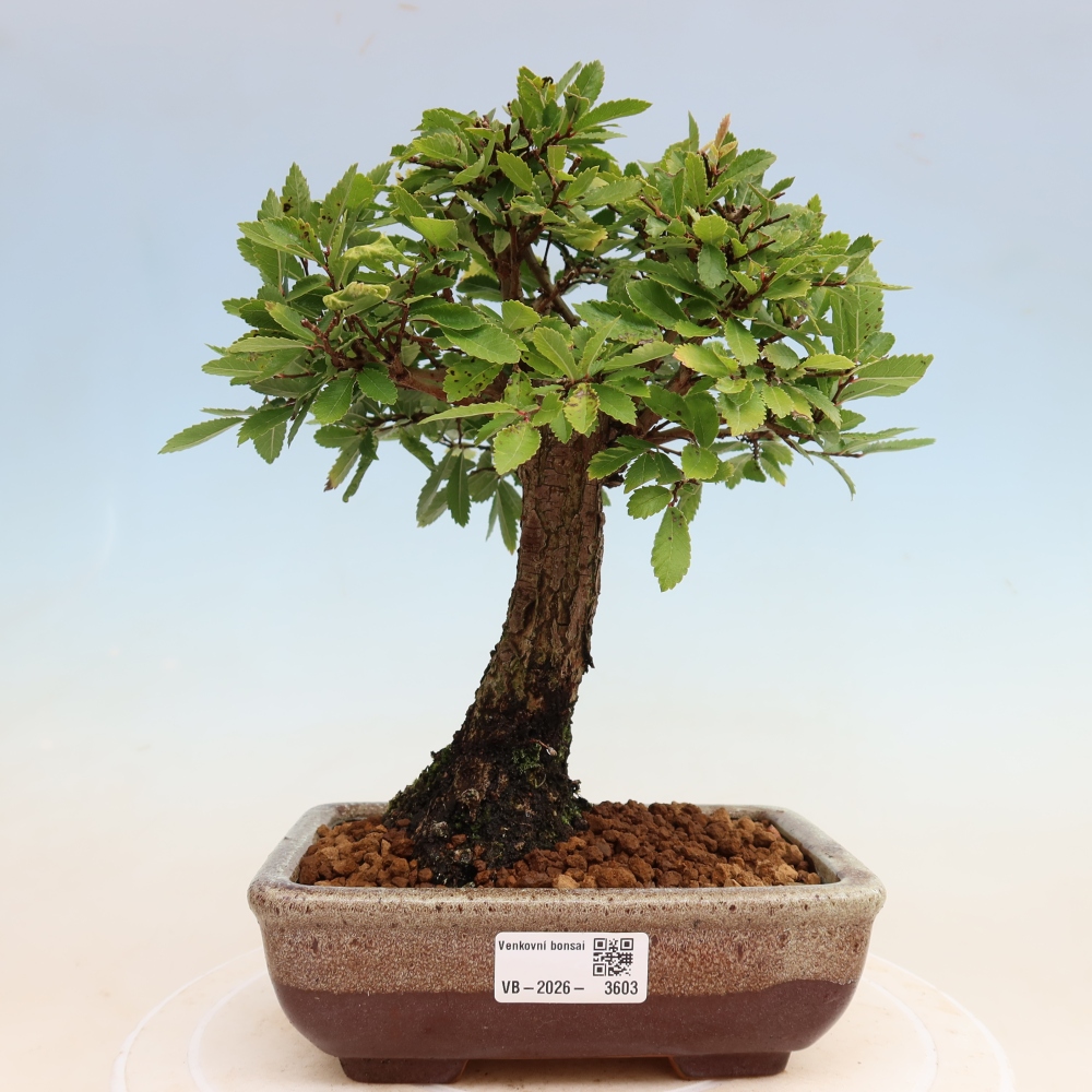 Bonsaï d'extérieur - Zelkova - Zelkova NIRE