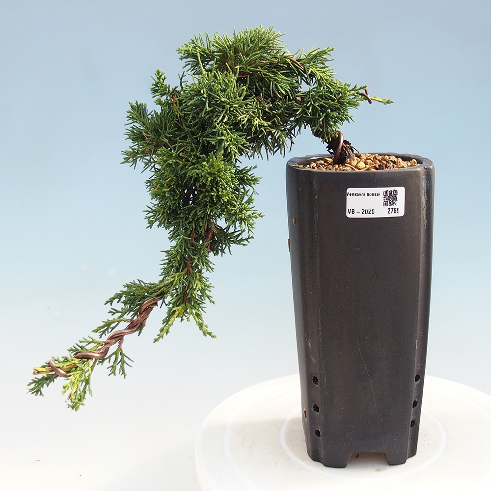 Bonsaï d'extérieur - Juniperus chinensis Kishu
