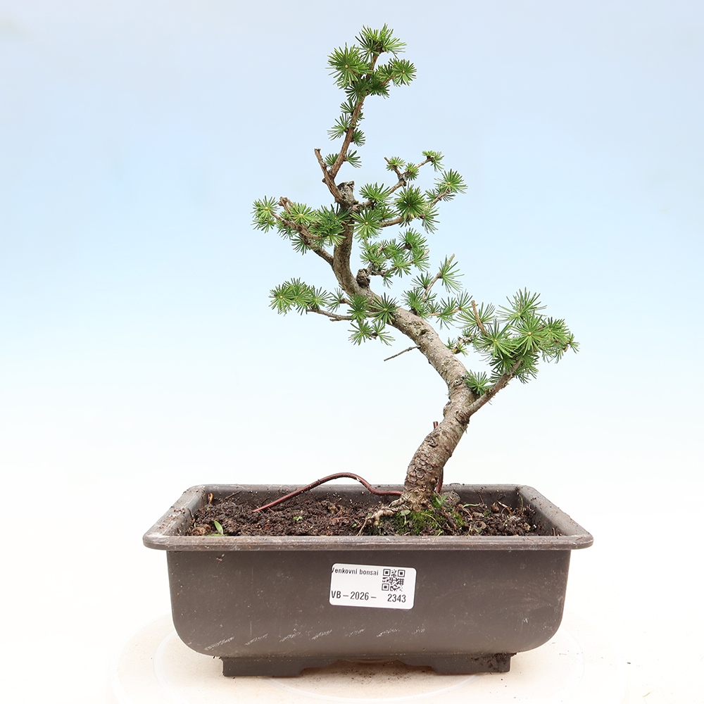 Bonsaï d'extérieur -Larix decidua - Mélèze