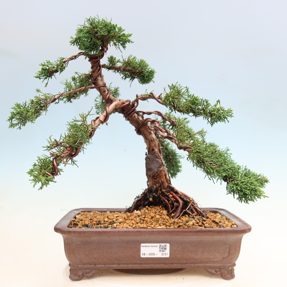 Bonsaï d'extérieur - Juniperus chinensis Kishu