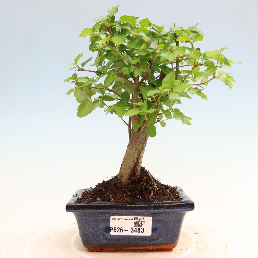 Bonsaï de chambre -Ligustrum chinensis - Bec d'oiseau
