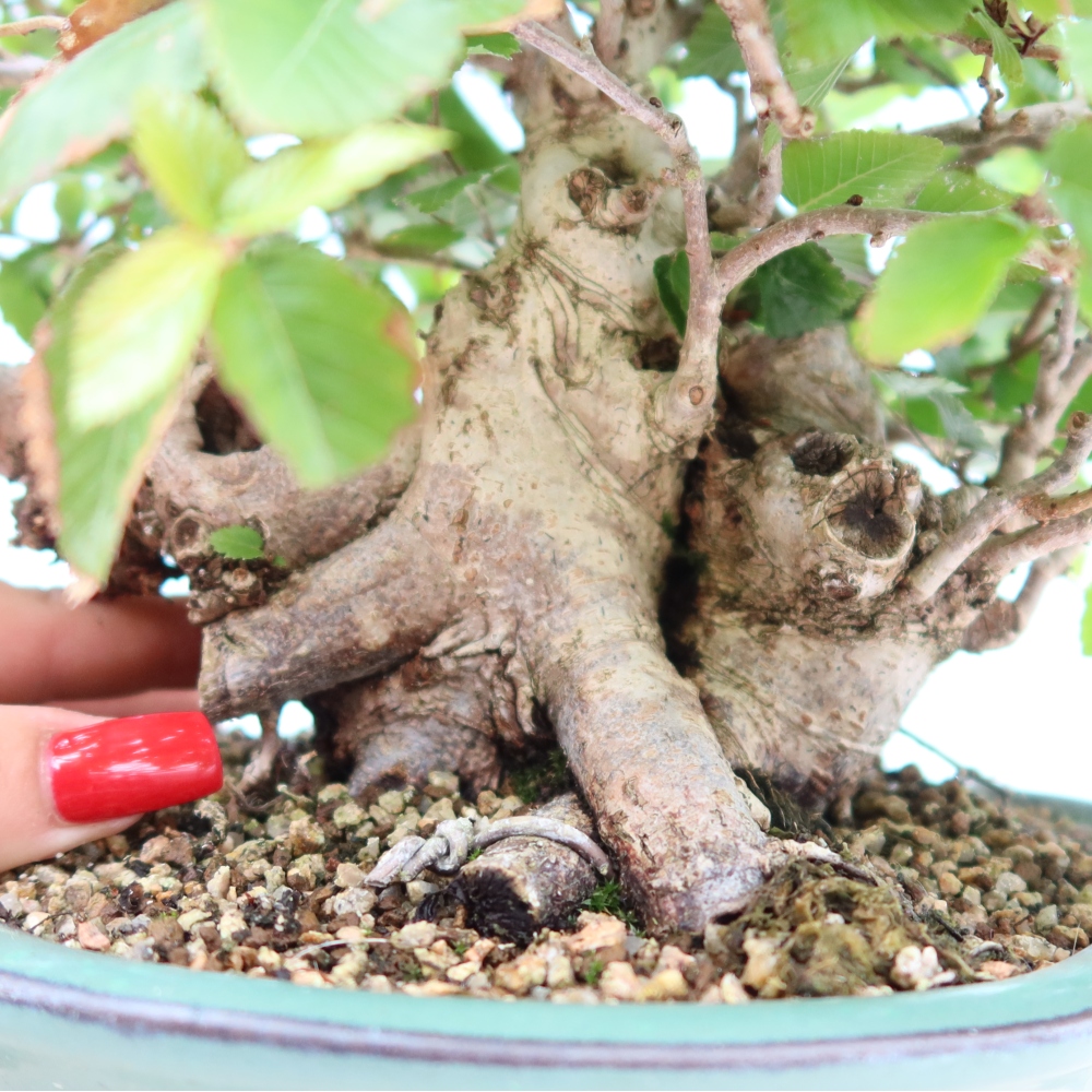 Bonsaï d'extérieur -Carpinus Coreana - Charme de Corée