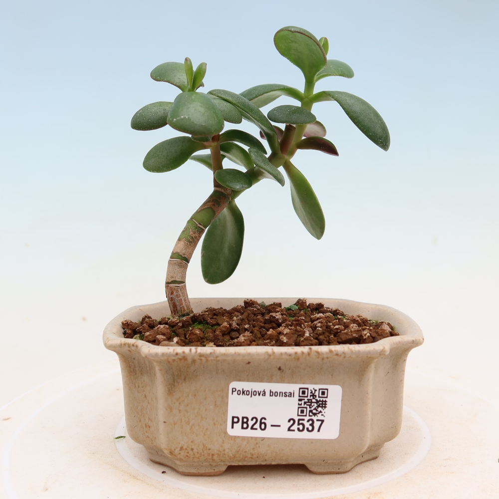 Bonsaï de chambre - Portulakaria Afra - Tlustice