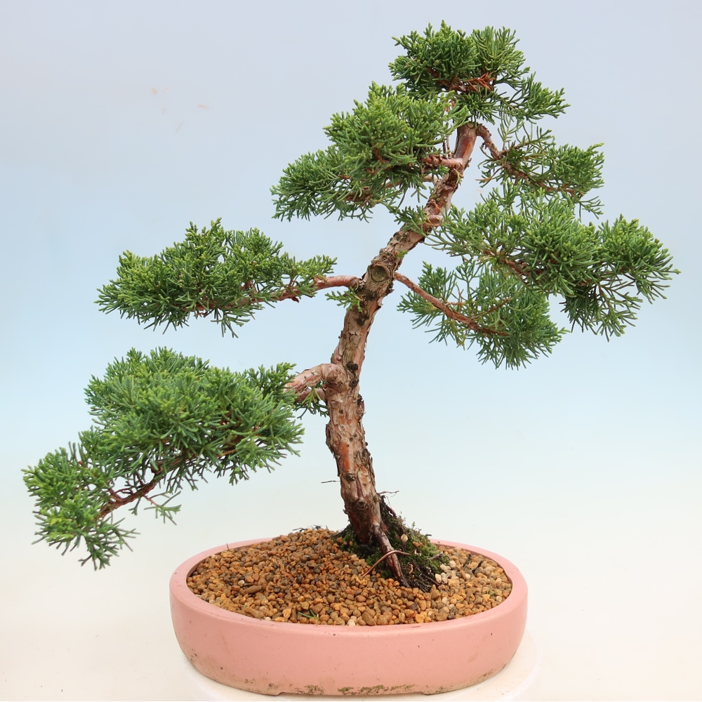 Bonsaï d'extérieur - Juniperus chinensis Kishu
