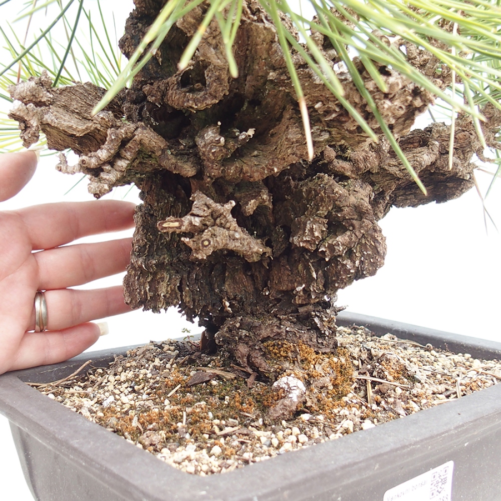 Bonsaï d'extérieur - Pinus thunbergii - Pin de Thunberg