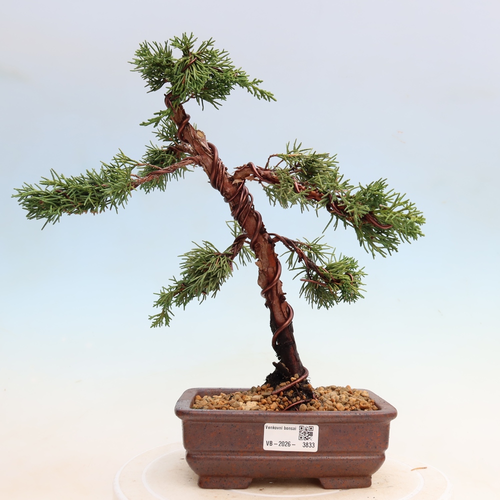 Bonsaï d'extérieur - Juniperus chinensis Kishu