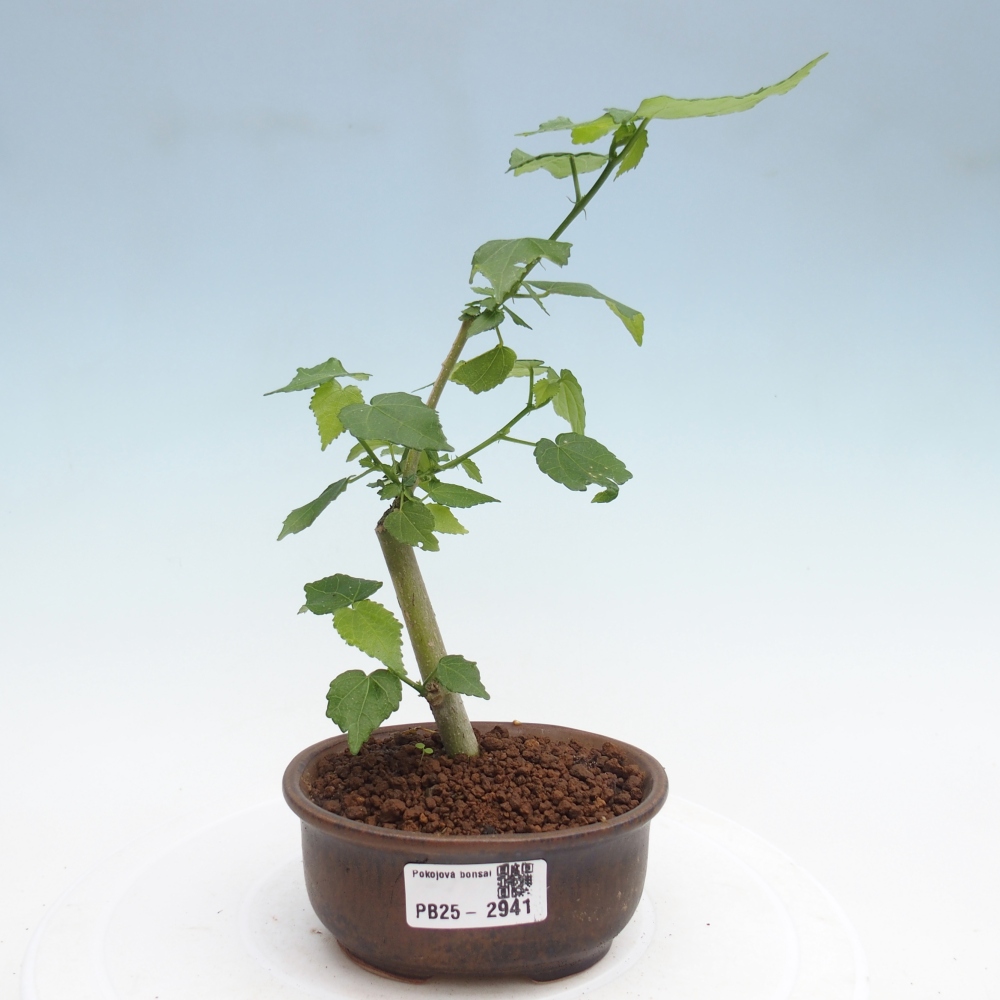 Bonsaï d'intérieur - Malvaviscus arboreus