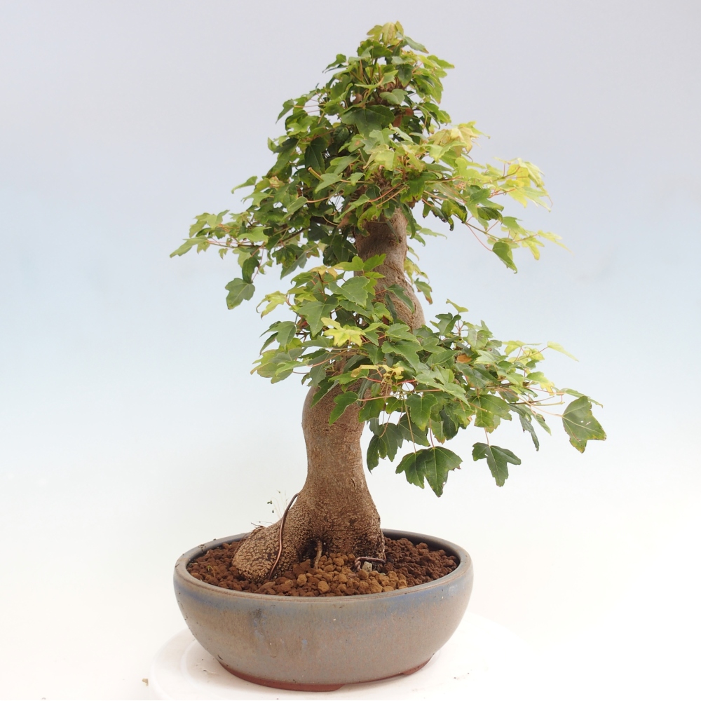 Bonsaï d'extérieur - Acer Buergerianum - Burger Maple