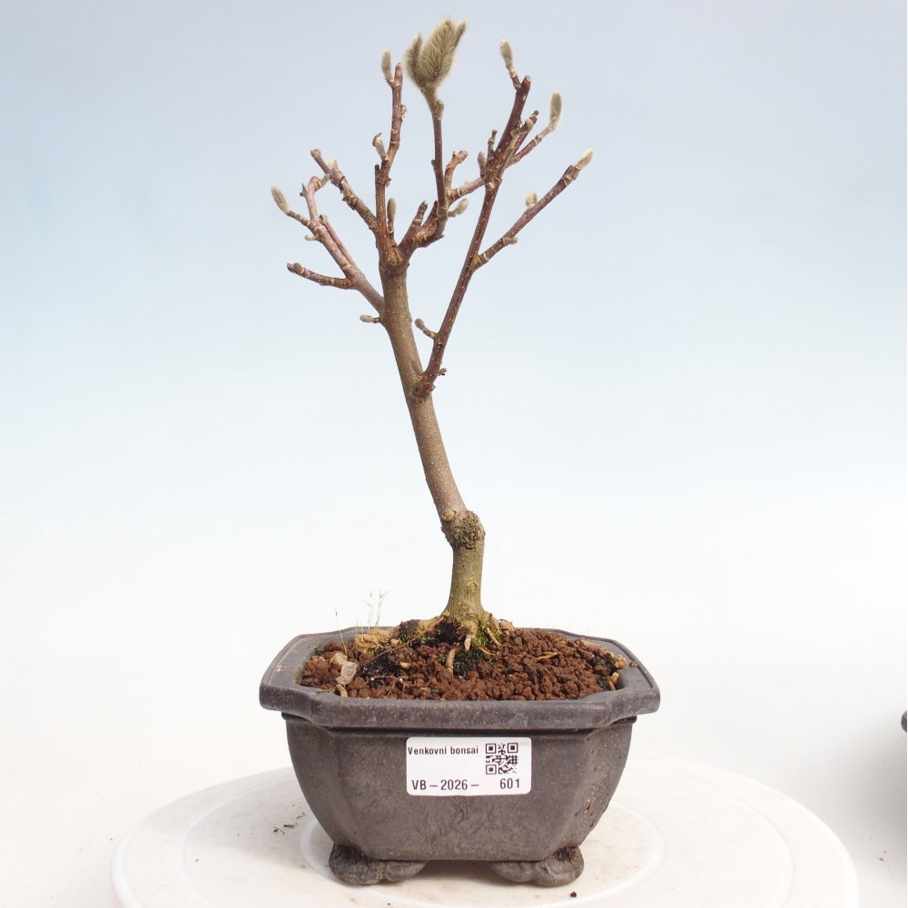 Bonsaï d'extérieur - Magnolia stellata