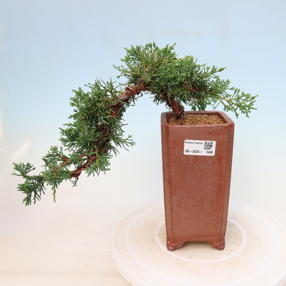 Bonsaï d'extérieur - Juniperus chinensis Kishu