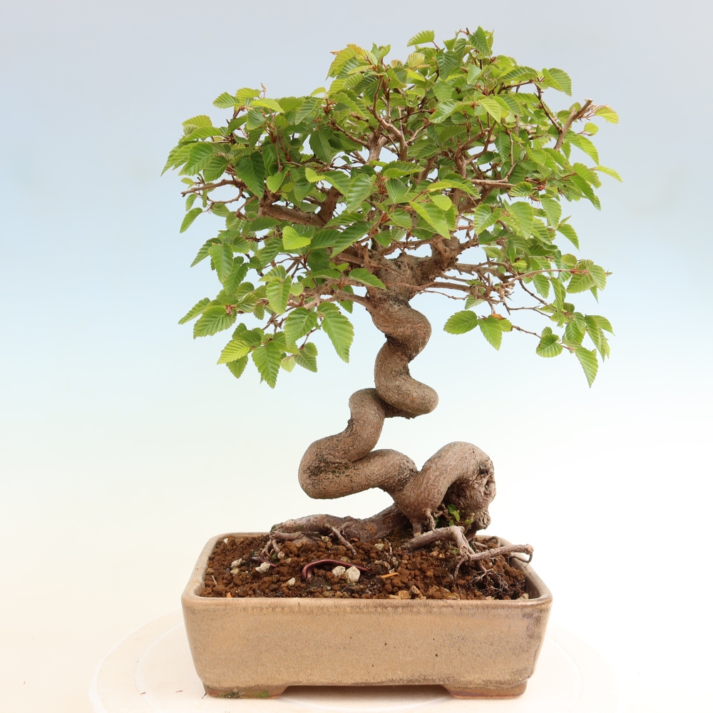 Bonsaï d'extérieur -Carpinus Coreana - Charme de Corée