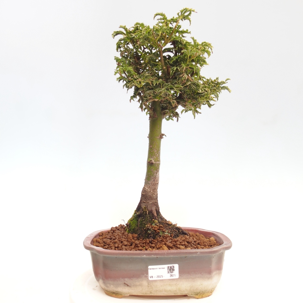 Bonsaï d'extérieur -Javor palm Acer palmatum Shishigashira