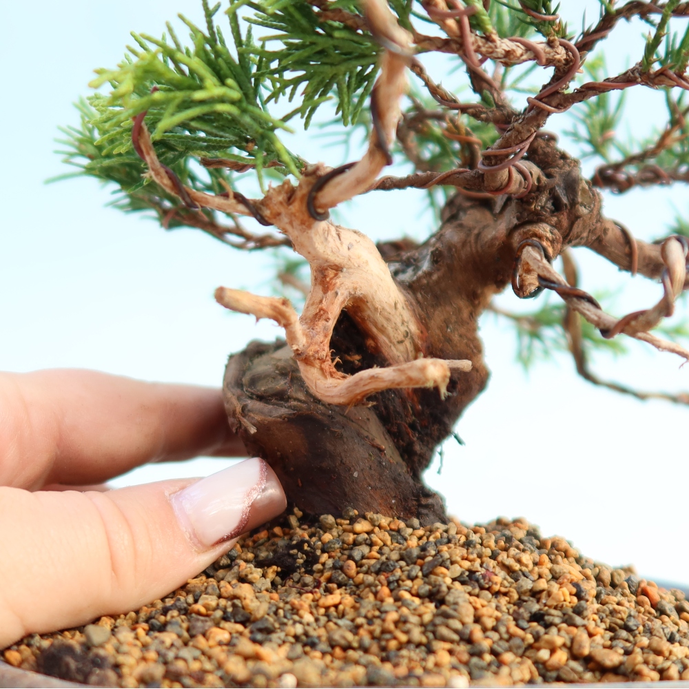 Bonsaï d'extérieur - Juniperus chinensis Itoigawa