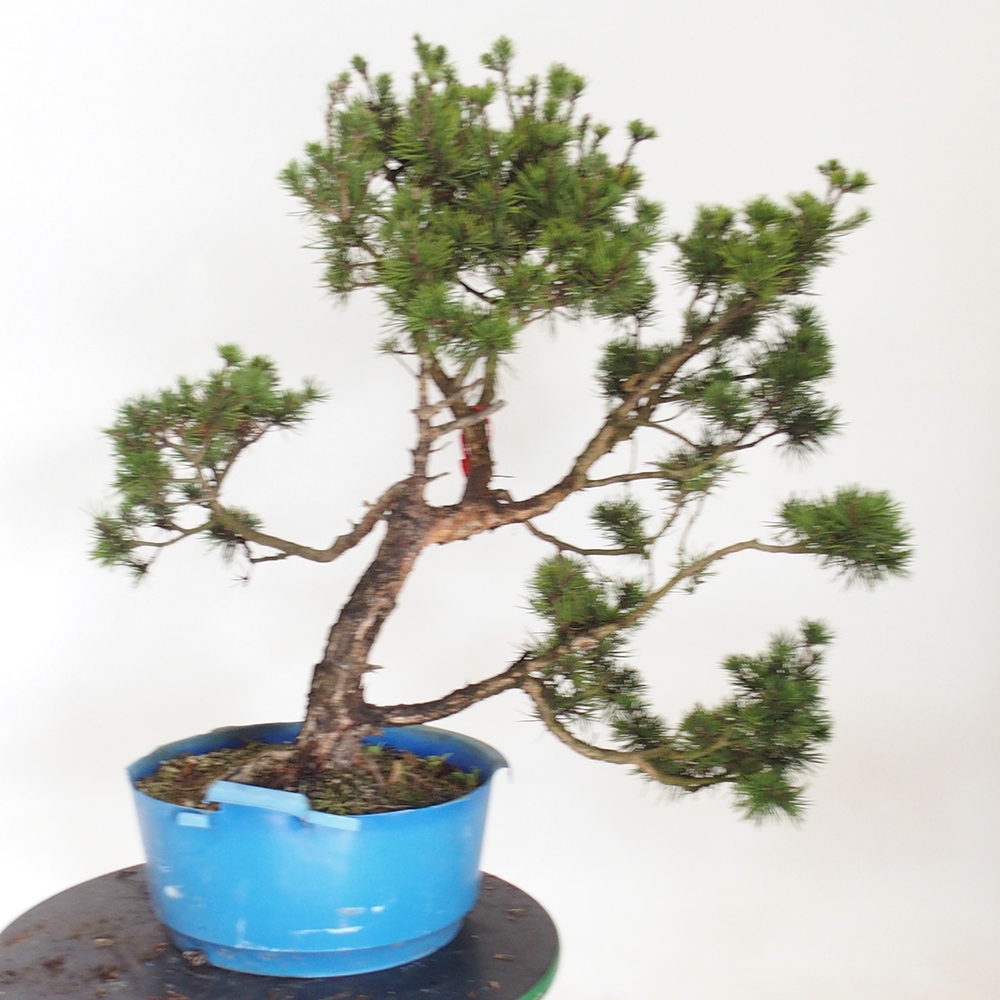 Yamadori - Pinus sylvestris Espagne
