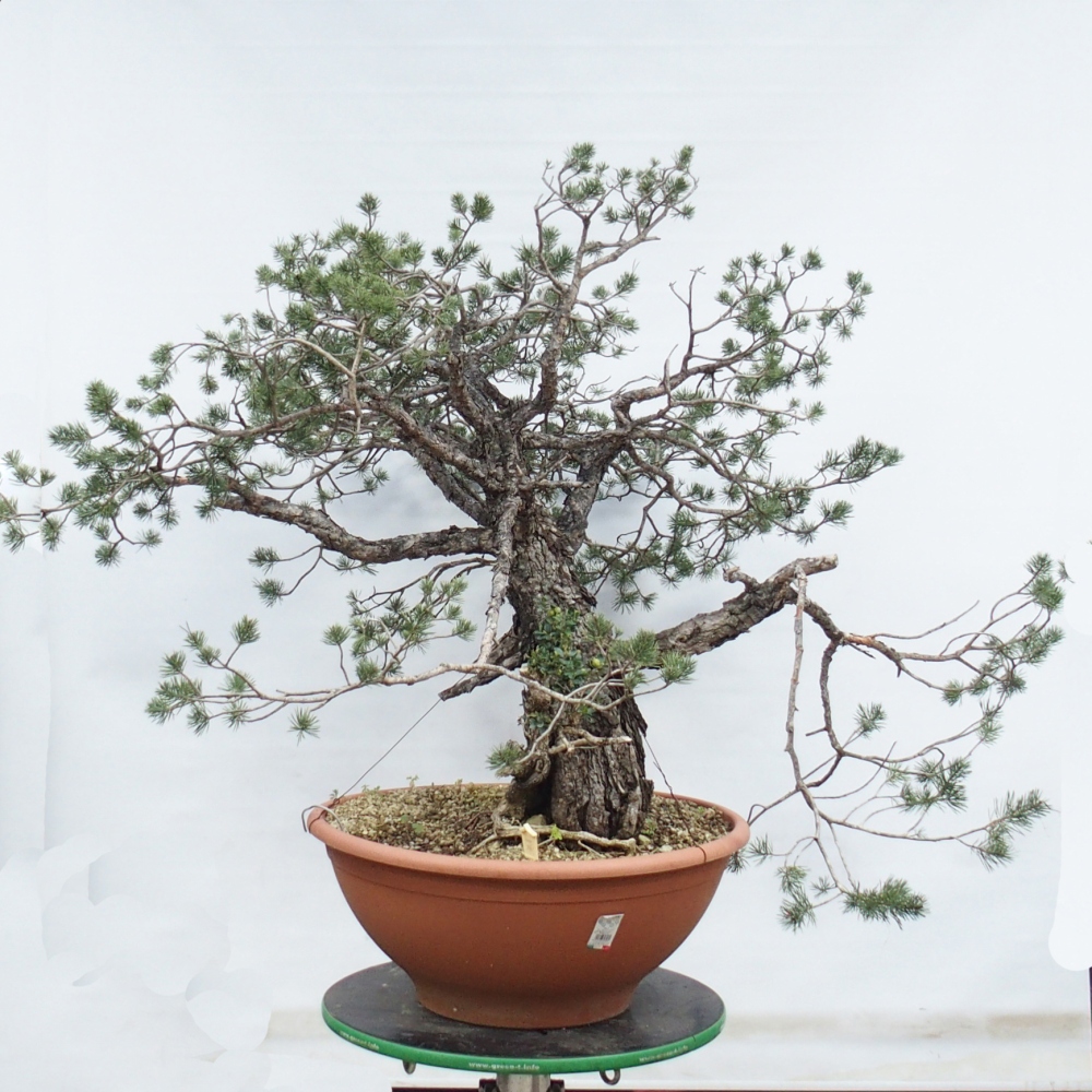 Yamadori - Pinus sylvestris Espagne