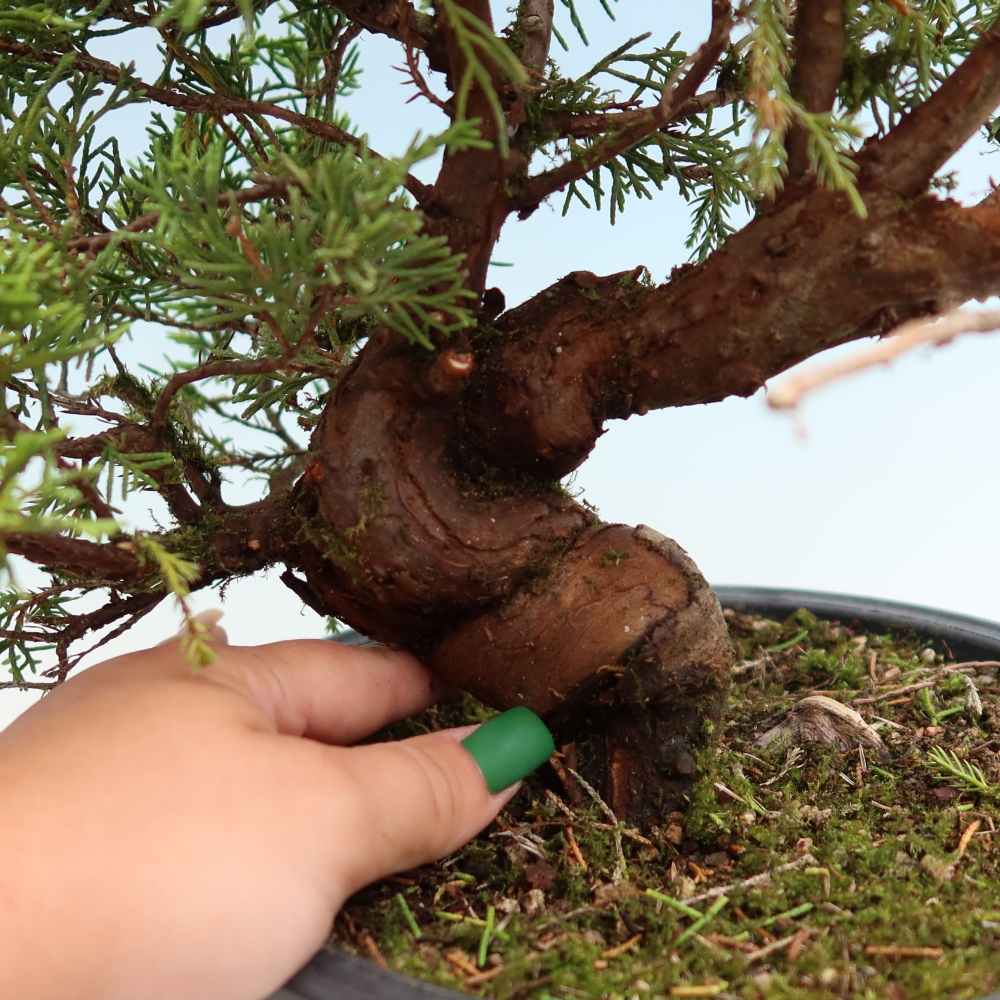 Bonsaï d'extérieur - Juniperus chinensis Itoigawa-Juniperus chinensis