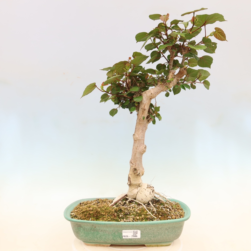 Bonsaï d'intérieur - Hibiscus tiliaceus - Hibiscus de mer