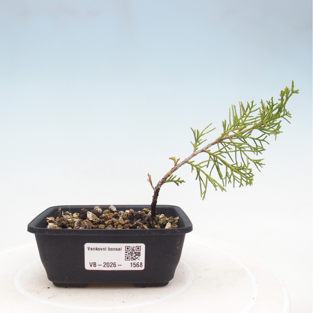 Bonsaï d'extérieur - Juniperus chinensis Itoigawa