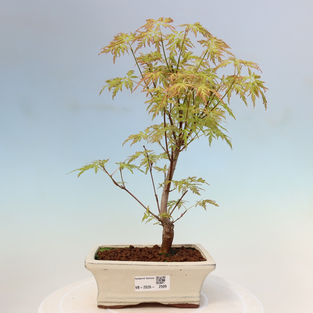 Bonsaï d'extérieur - Acer palmatum Dissectum