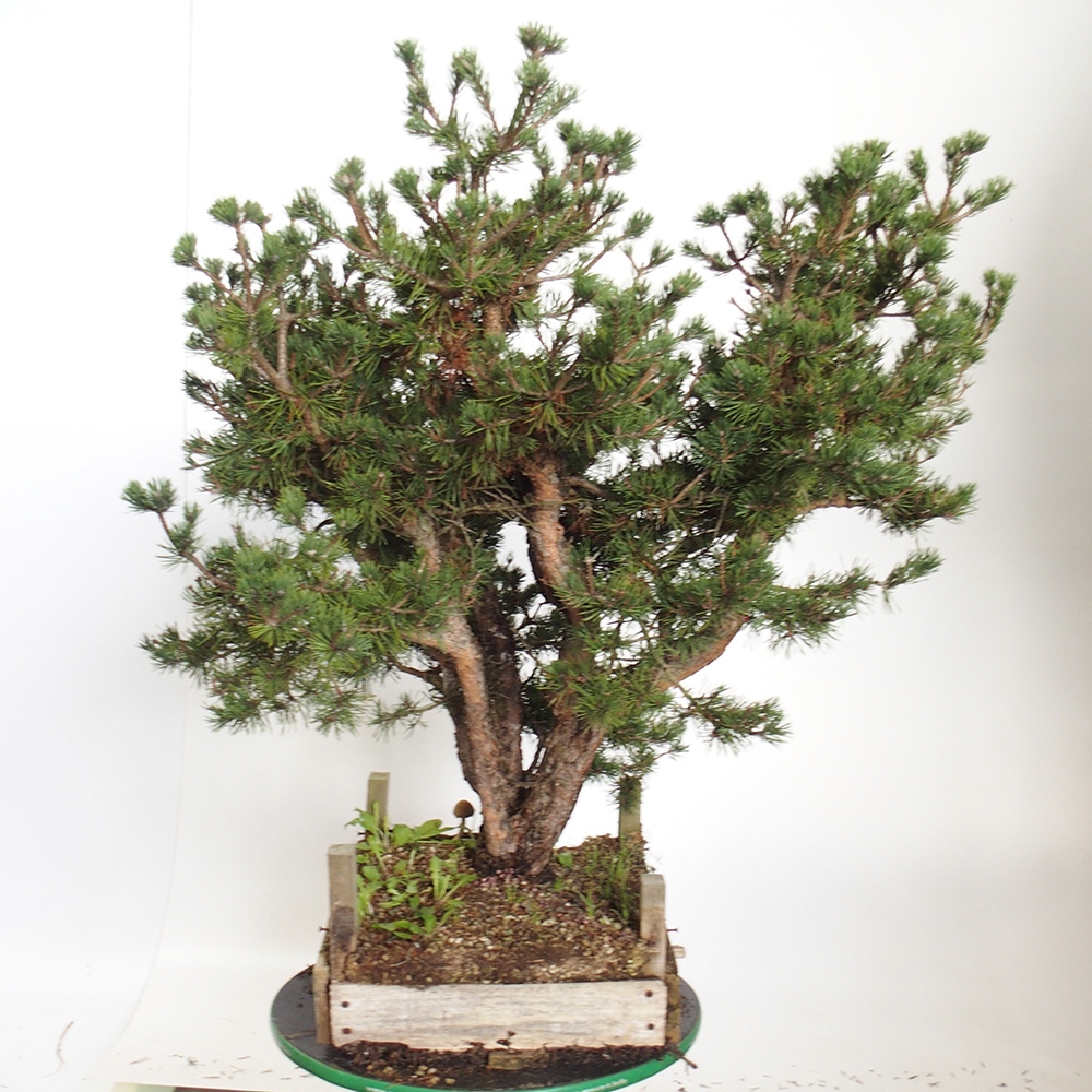 Yamadori - Pinus sylvestris Espagne