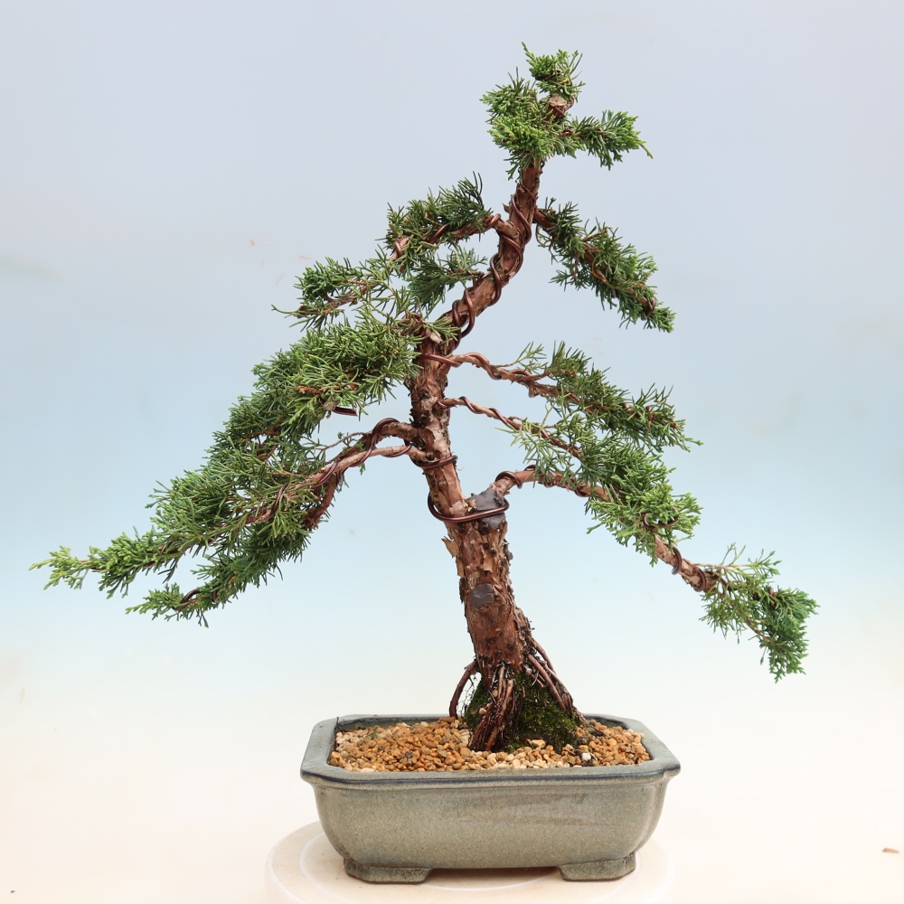 Bonsaï d'extérieur - Juniperus chinensis Kishu
