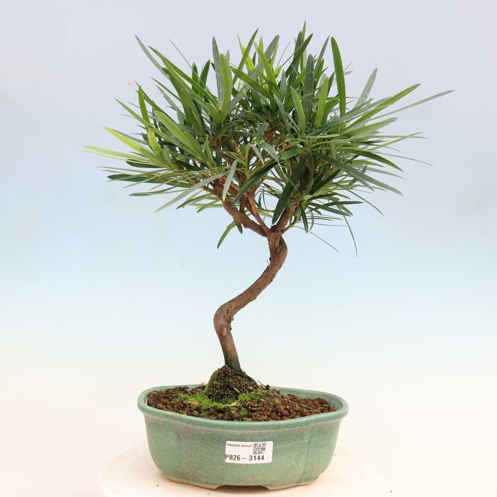Salle bonsaï - Podocarpus - If en pierre