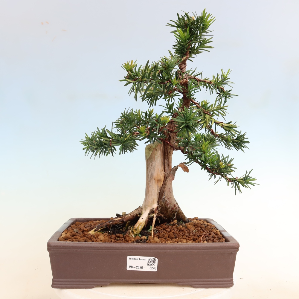 Bonsaï d'extérieur - Taxus cuspidata - If japonais