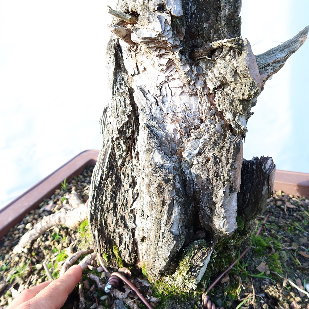 Pinus sylvestris Espagne - pin sylvestre