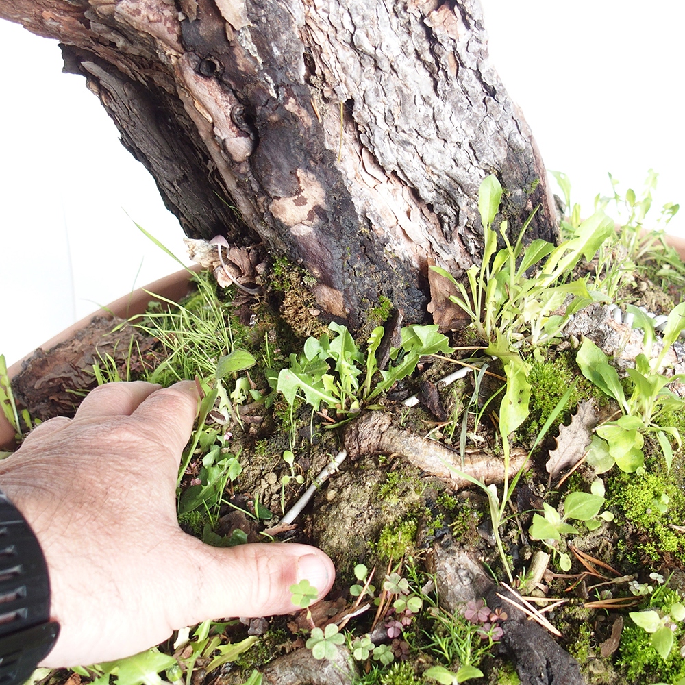Yamadori - Pinus sylvestris Espagne
