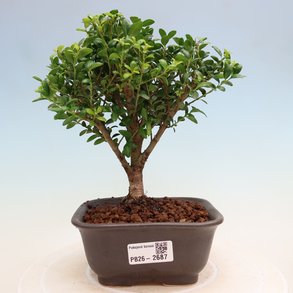 Bonsaï de chambre - Ilex crenata - Houx