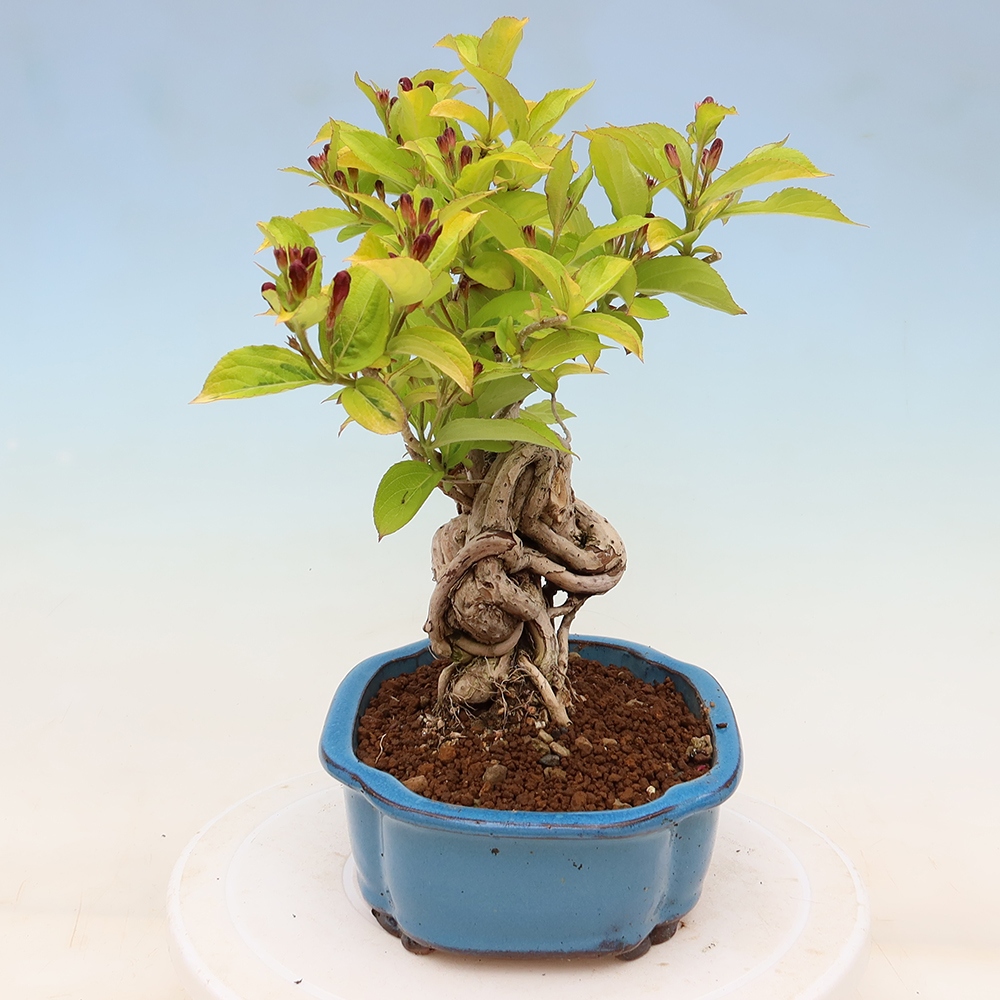 Bonsaï d'extérieur - Weigela subsessilis - Weigela de Corée