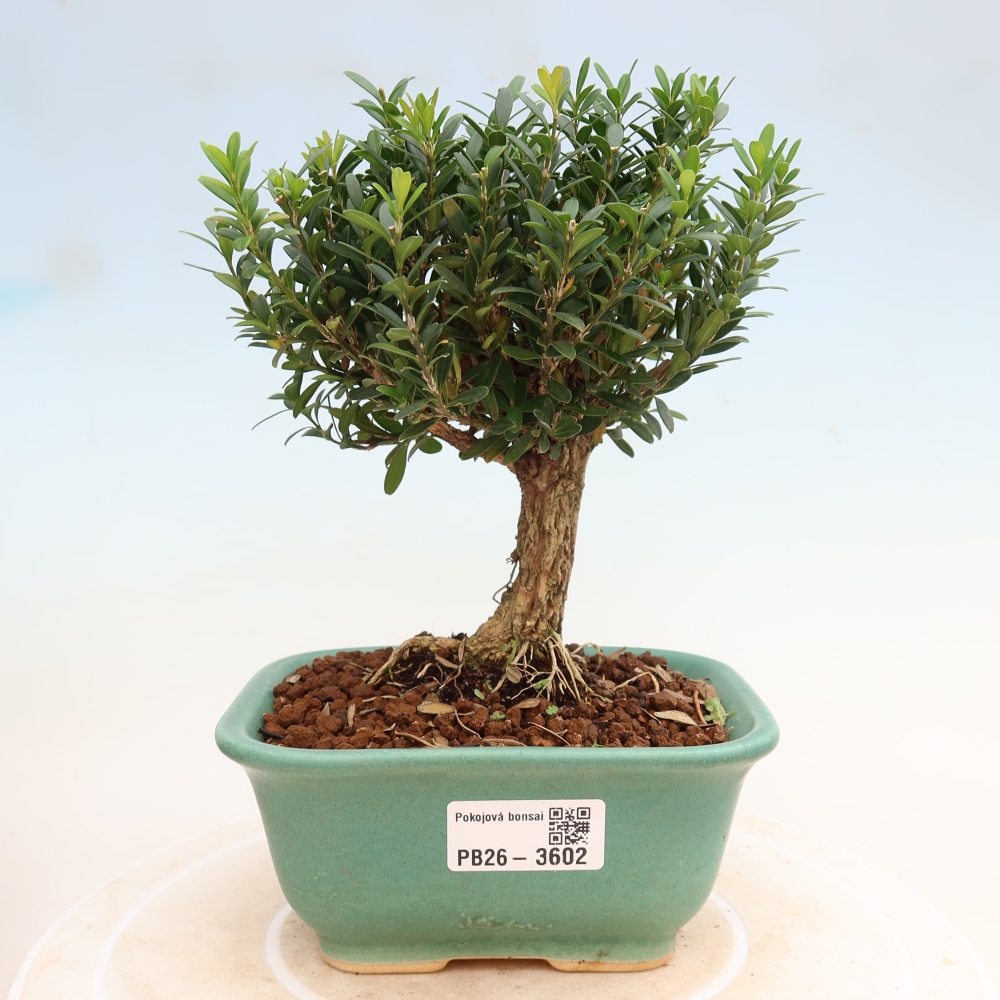 Bonsaï de chambre - Buxus harlandii - buxus liège