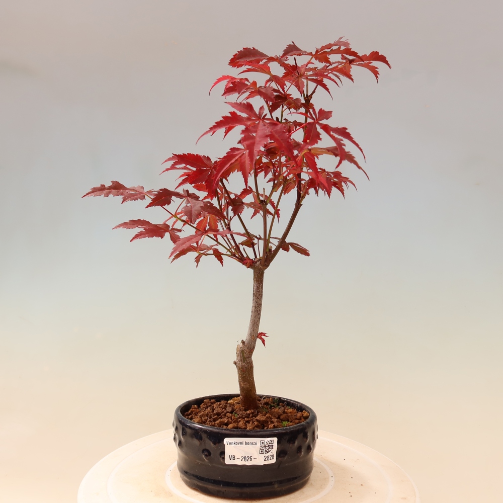 Bonsaï d'extérieur - Acer palm. Atropurpureum-Javor palmate