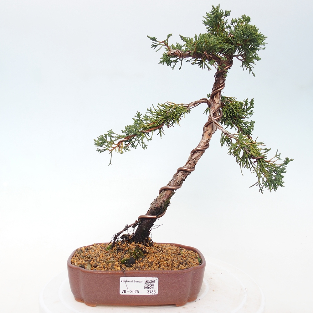 Bonsaï d'extérieur - Juniperus chinensis Kishu