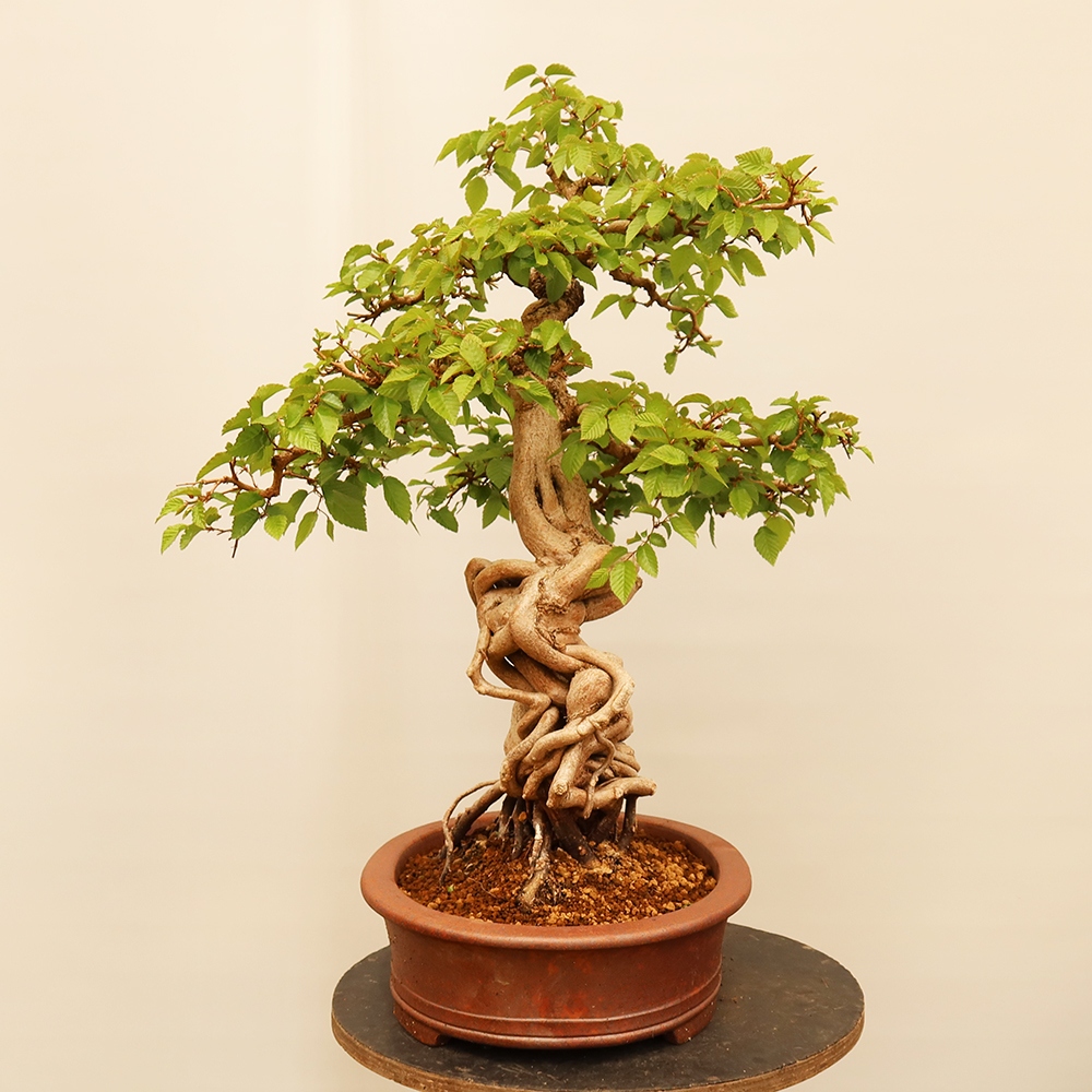 Bonsaï d'extérieur -Carpinus Coreana - Charme de Corée
