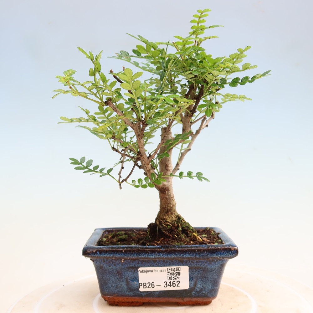 Salle bonsaï - Zantoxylum piperitum - arbre à poivre