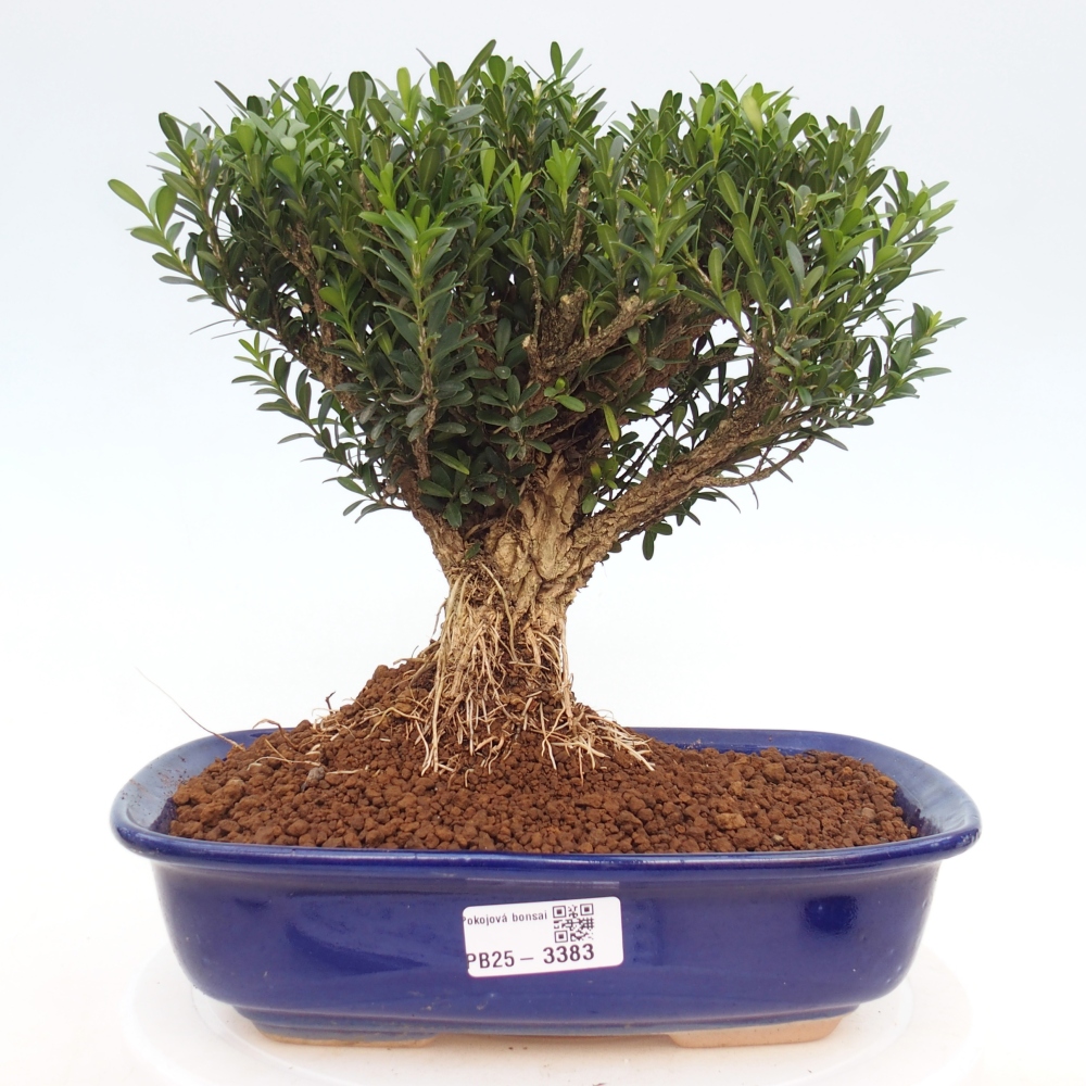 Bonsaï de chambre - Buxus harlandii - buxus liège