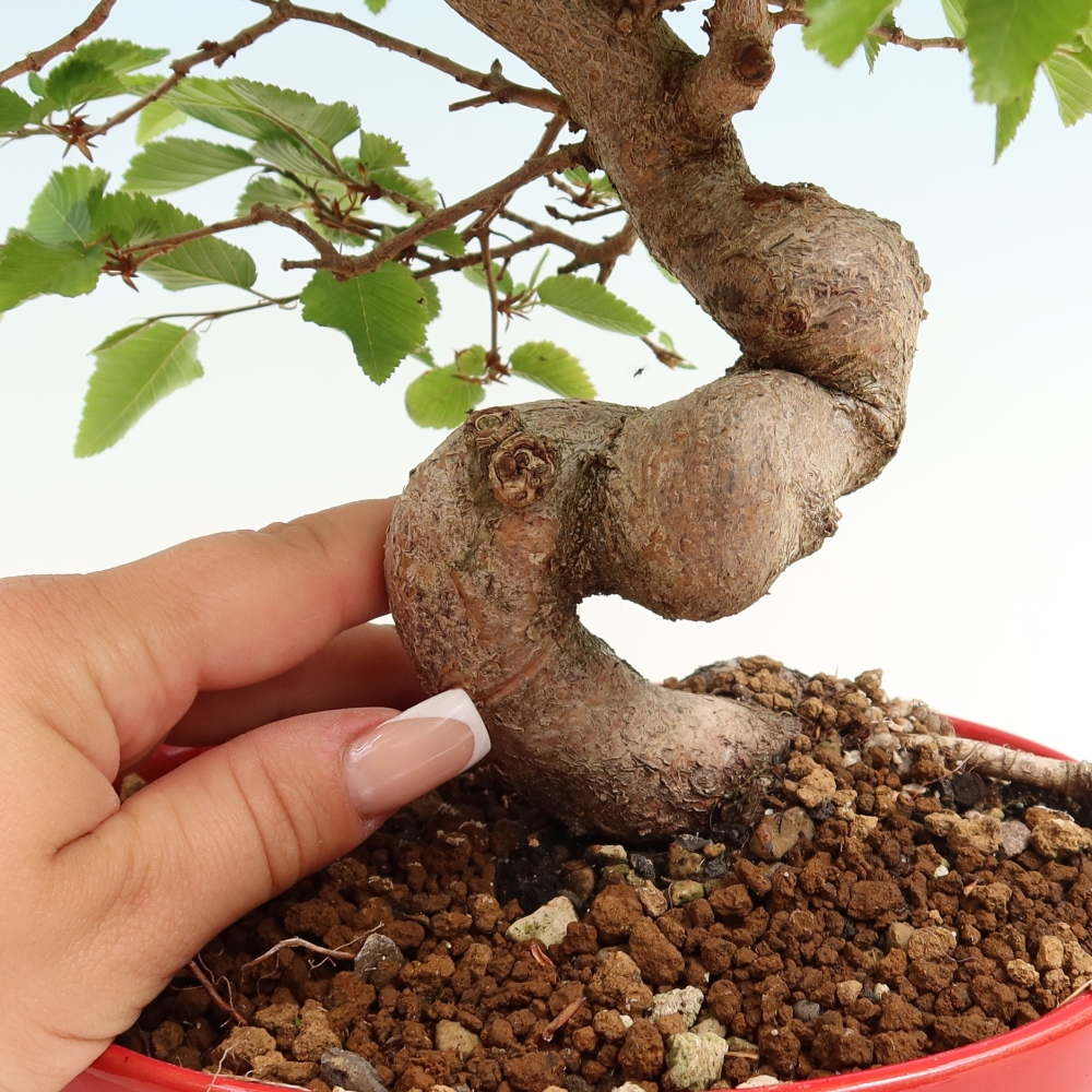 Bonsaï d'extérieur -Carpinus Coreana - Charme de Corée