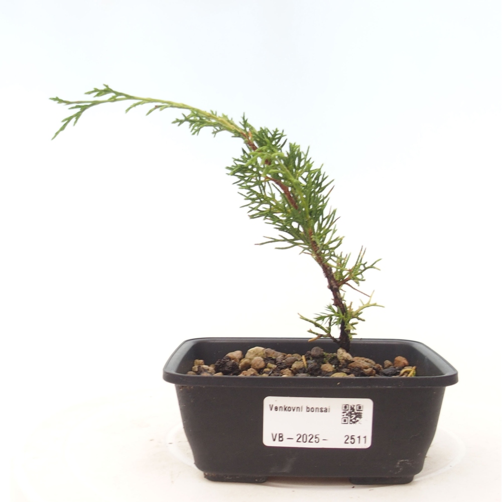Bonsaï d'extérieur - Juniperus chinensis Itoigawa