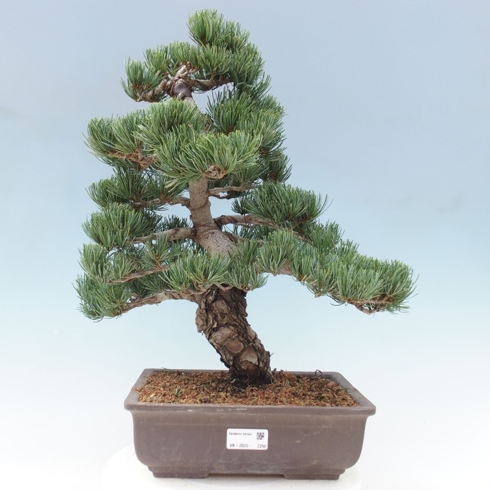 Bonsaï d'extérieur - Pinus parviflora - Pinus parviflora