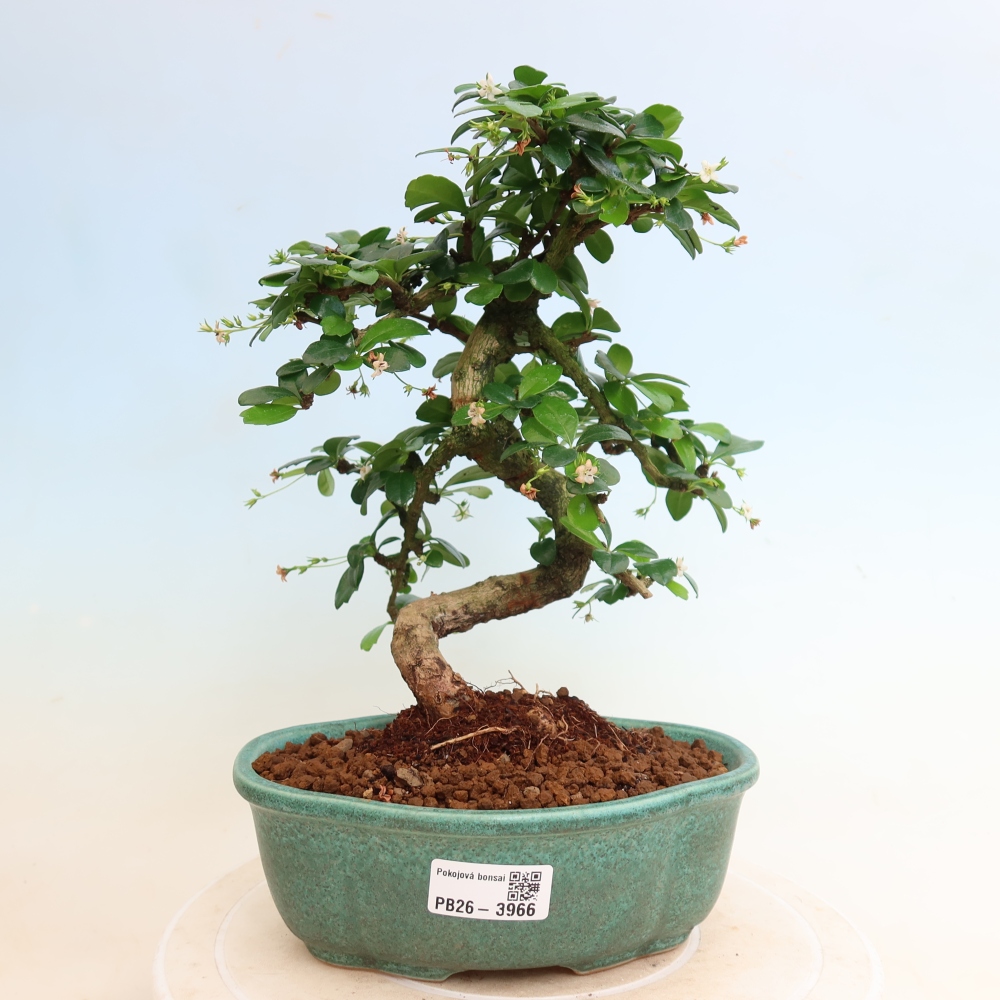 Bonsaï de chambre - Carmona macrophylla - Tea fuki