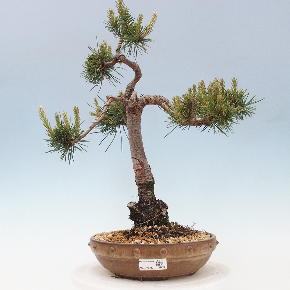 Bonsaï d'extérieur - Pinus Sylvestris Watererri - Pin sylvestre