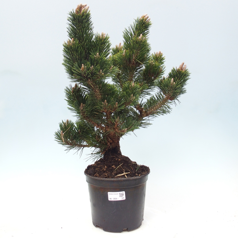 Bonsaï d'extérieur - Pinus thunbergii senjyumaru - Pin de Thunberg